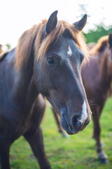 Obraz premium Portrait of horse