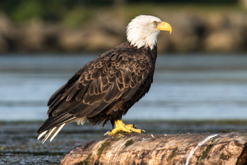 Perched Bald Eagle