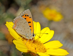 piccola farfalla (Lycaena phleas) su una margherita gialla
