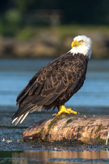 Bald Eagle on a log