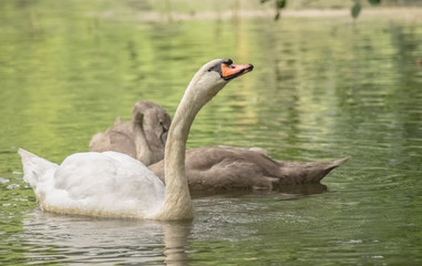 Schwan mit Nachwuchs