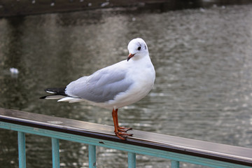 London park seagull