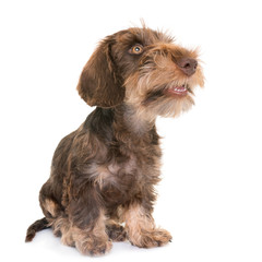 puppy Wire-haired Dachshund