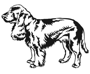 Decorative standing portrait of dog Field Spaniel vector illustration