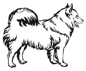 Decorative standing portrait of dog Samoyed vector illustration