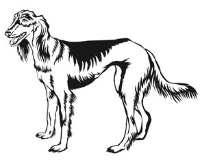 Decorative standing portrait of Persian Greyhound (Saluki) vector illustration