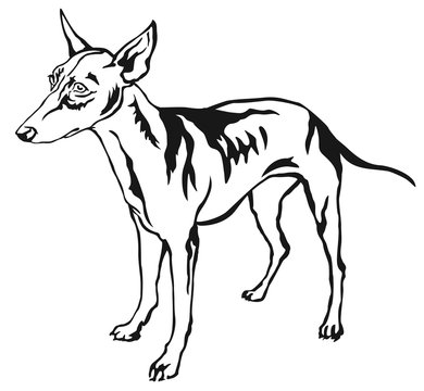 Decorative standing portrait of dog Cirneco dell Etna vector illustration