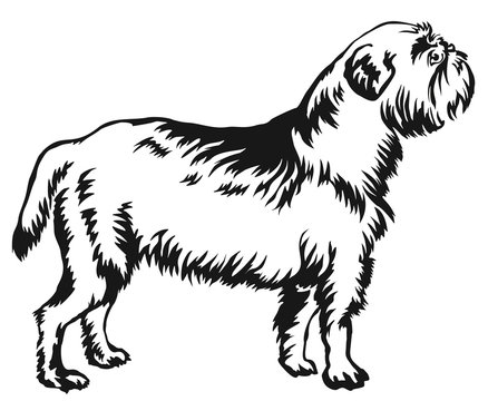Decorative standing portrait of dog Griffon Belge vector illustration