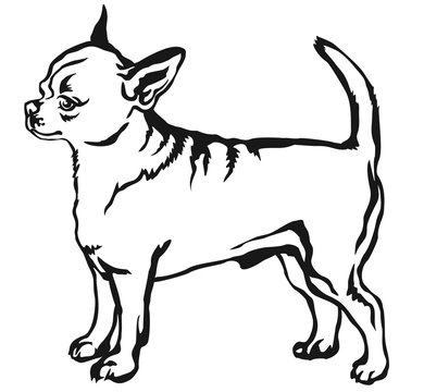Decorative standing portrait of dog short haired Chihuahua vector illustration