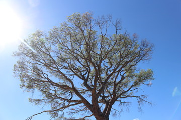 sun and tree