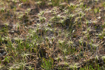 Aegilops neglecta 
