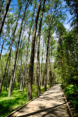 Fototapeta premium Path With Green Trees in Forest