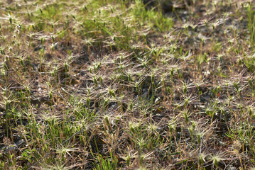 Aegilops neglecta 
