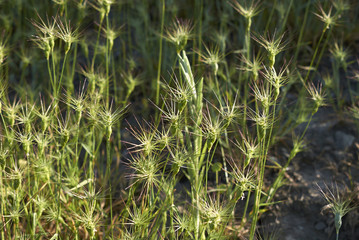 Aegilops neglecta 