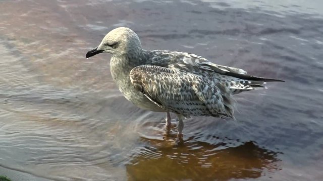 The unfortunate Nestling cormorant Fulmar with a torn wing. Seagull ship-followers - the beautiful and doomed not to fly. The world of animals around.