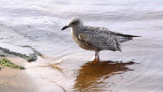 Nestling cormorant Fulmar with an injured wing. Seagull ship-followers - the beautiful and doomed not to fly. The world of animals around.