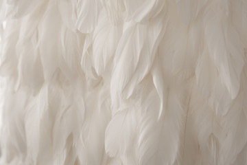 Texture of white swan feather, delicate background