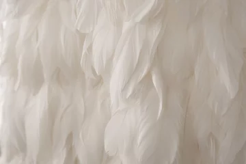 Foto op Aluminium Texture of white swan feather, delicate background © Wedding photography