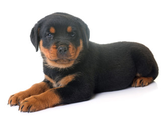 Obraz premium puppy rottweiler in studio