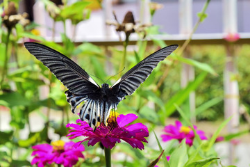 Black butterfly papilia memnon flapping wings on the red flower