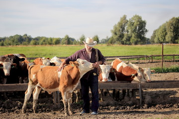фермер  в шляпе на пастбище с быком © lenakorzh