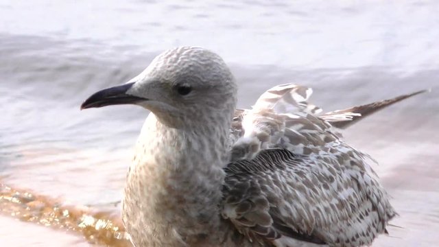 Nestling cormorant Fulmar - glance. Seagull ship-followers - perfect. The world of animals around.