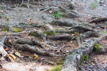 Tree Roots