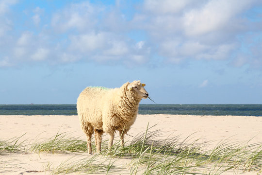 Deutschland, Schleswig-Holstein, Sylt, List, Schaf am Strand