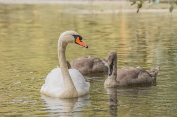 Schwäne in abendlichem Licht