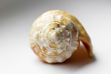 Beautiful orange shell close-up
