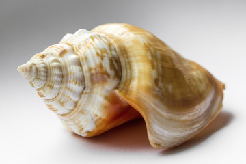Beautiful orange shell close-up