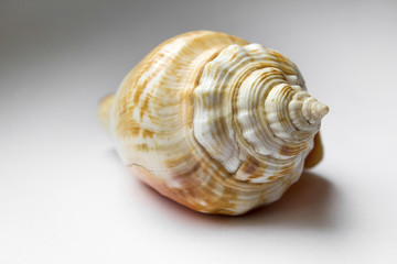 Beautiful orange shell close-up