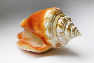 Beautiful orange shell close-up