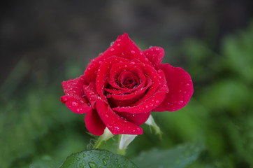 red rose flower