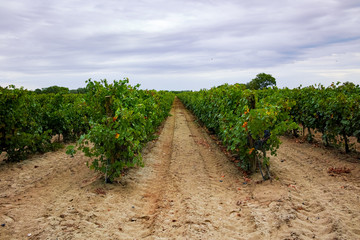 Fototapeta na wymiar Ripe red wine grape ready to harvest, sandy vineyard in Camargue, Languedoc, France