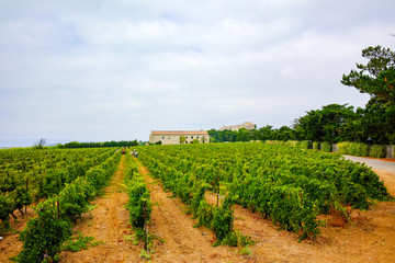 Fototapeta na wymiar Vineyard in typical French Domaine, South France, red wine grapes plantations