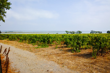 Vineyard in Domaine de Maguelone near Montpellier, South France, red wine grapes plantations - obrazy, fototapety, plakaty
