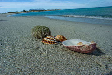 Conchiglie Sarde... Spiaggia Isuledda.San Teodoro. Tavolara. Sardegna Italy