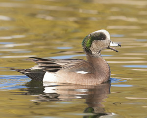 Obraz premium American Widgeon Duck
