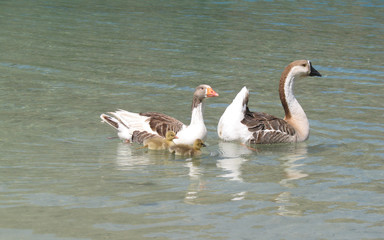 Goose family