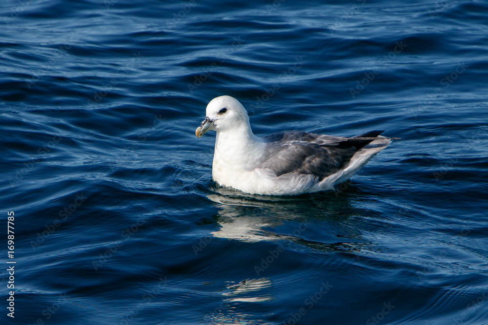 Wall mural Fulmar in Icelandic waters near Reykjavik.