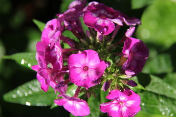 Obraz premium Pink Flowers with Dew Drops