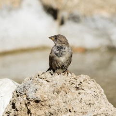 sparrow