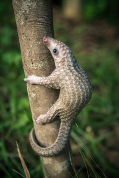 baby pangolino
