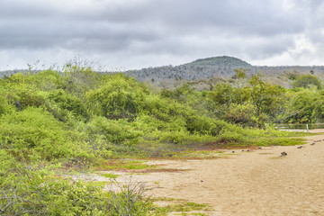 Fototapeta na wymiar Landscape Scene, El Garrapatero, Galapagos, Ecuador