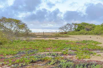 Landscape Scene, El Garrapatero, Galapagos, Ecuador