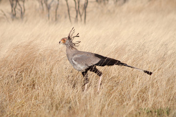 Sekretär im Etosha-Nationalpark
