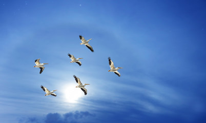 Pelicans over blue sky background