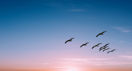 Pelicans over clear sky background