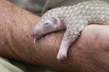 baby pangolino